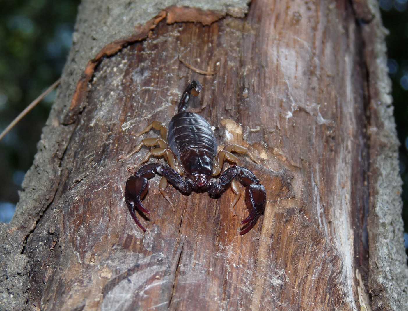 Euscorpius flavicaudis sotto le cortecce